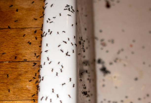 Best Ant Control Services  in Fredericksburg, TX
